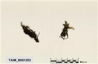 藏品(紐苔)的圖片